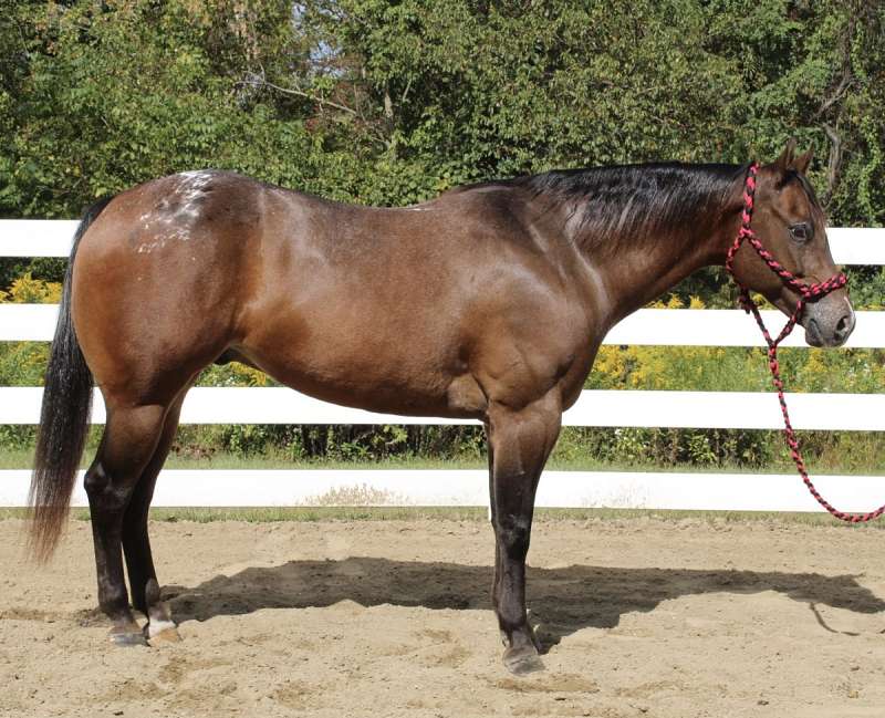 Horses for Sale in New Jersey