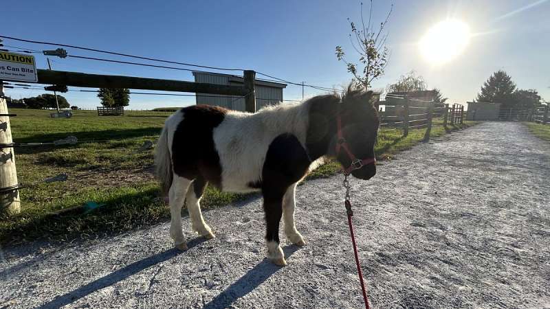 Mini Filly Bella, Adorable Mini Filly for Sale
