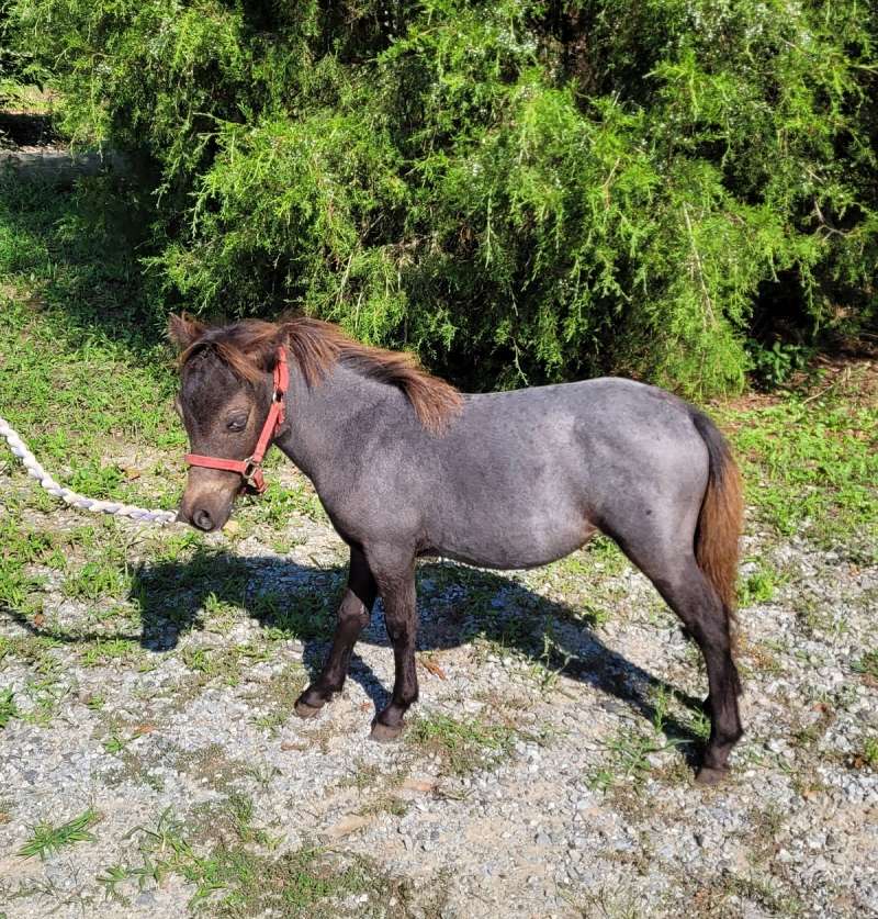 Mini Filly 2025 Miniature Weanling Appaloosa Filly