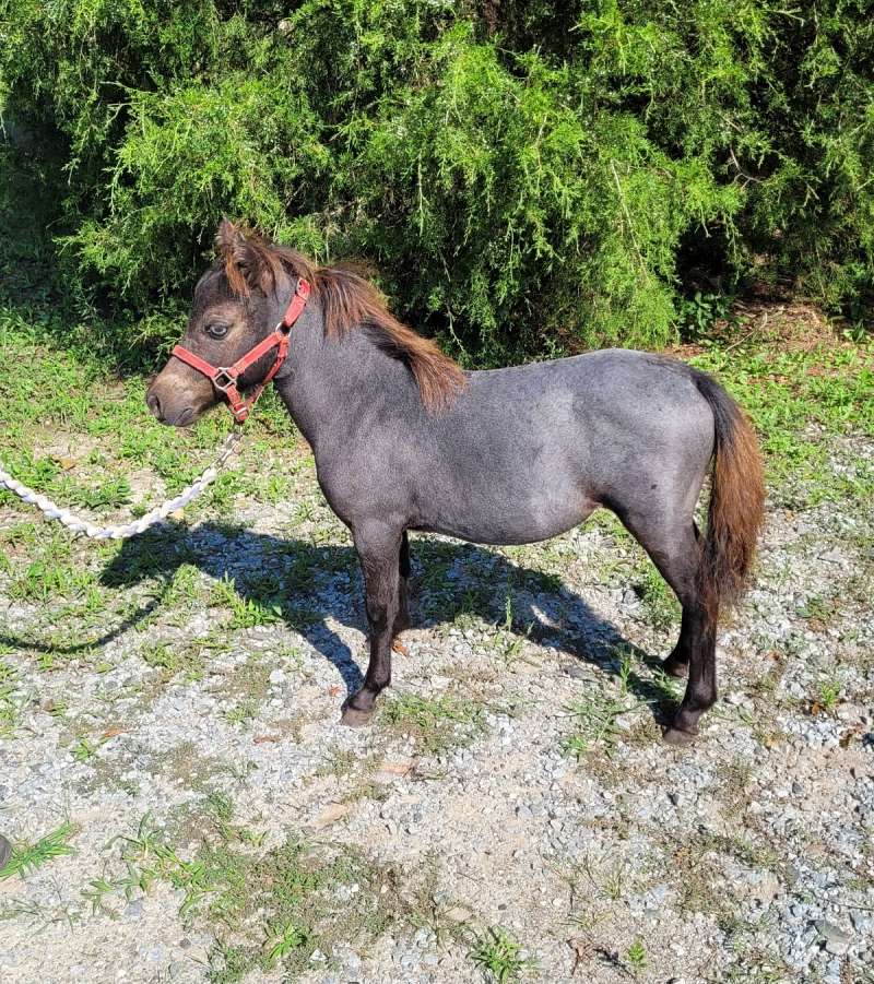 Mini Filly 2025 Miniature Weanling Appaloosa Filly