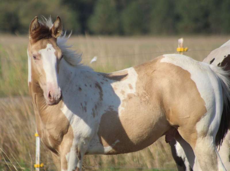 Champagne Homozygous Tobiano Gelding