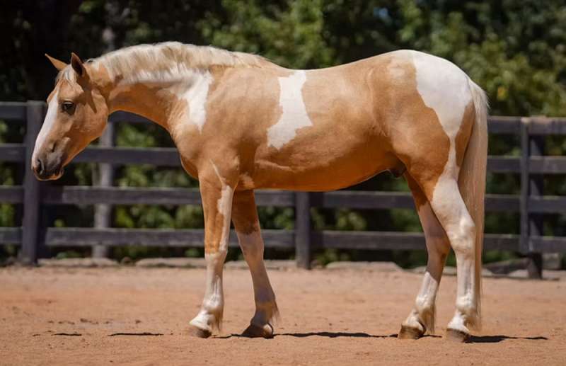 Joplin - Showstopper of a Horse 5 Yr Old Palomino Paint Draft X Gelding!