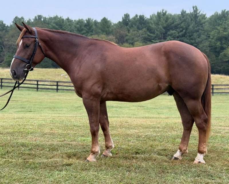 Chestnut Draft Rio- 4 Year Old, 15.3 Hand, Gelding
