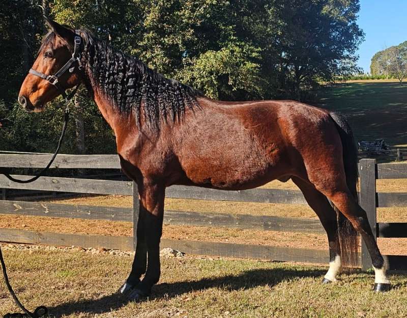 Inspiring Tennessee Walking Horses For Sale Pictures