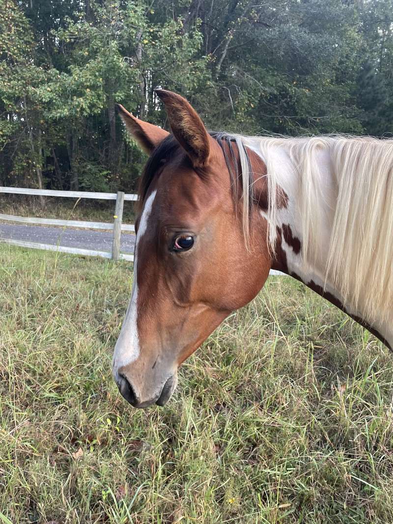 Ruby Pretty Little Filly