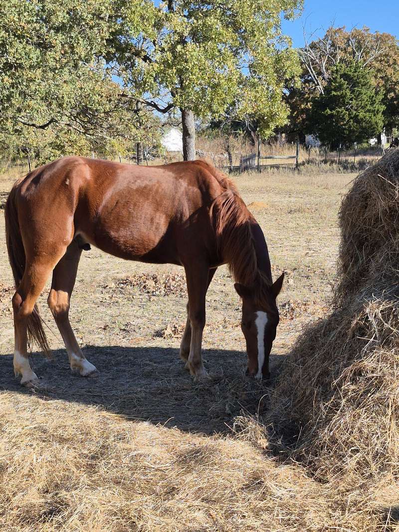 Appendix Pony 7 Yr Old Gelding for Sale
