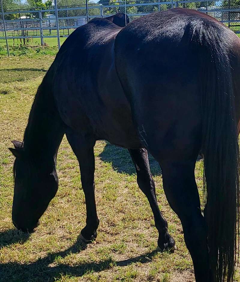 black-aqha-mare