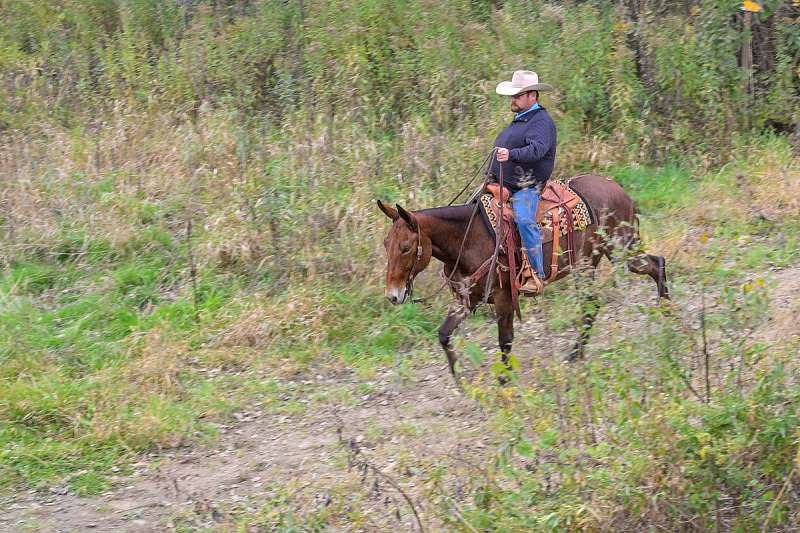 Rosetta - Solid & Sure Footed 11 Yr Old Bay Roan Molly Mule!