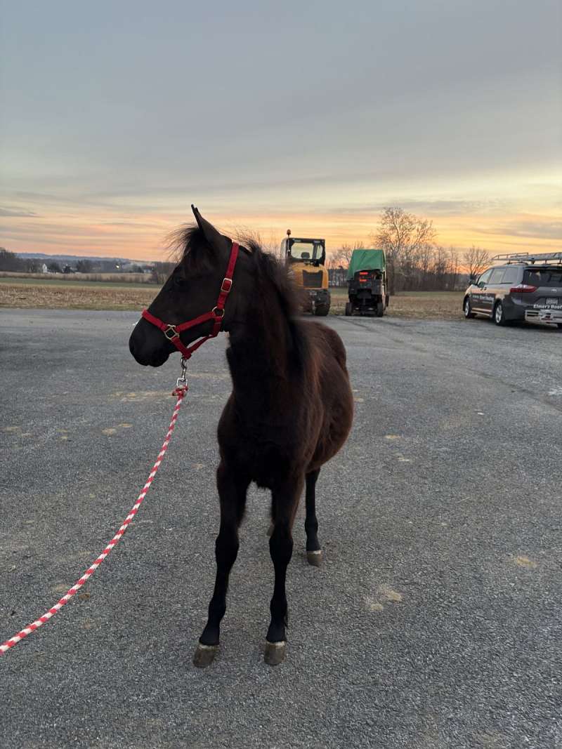 Filly