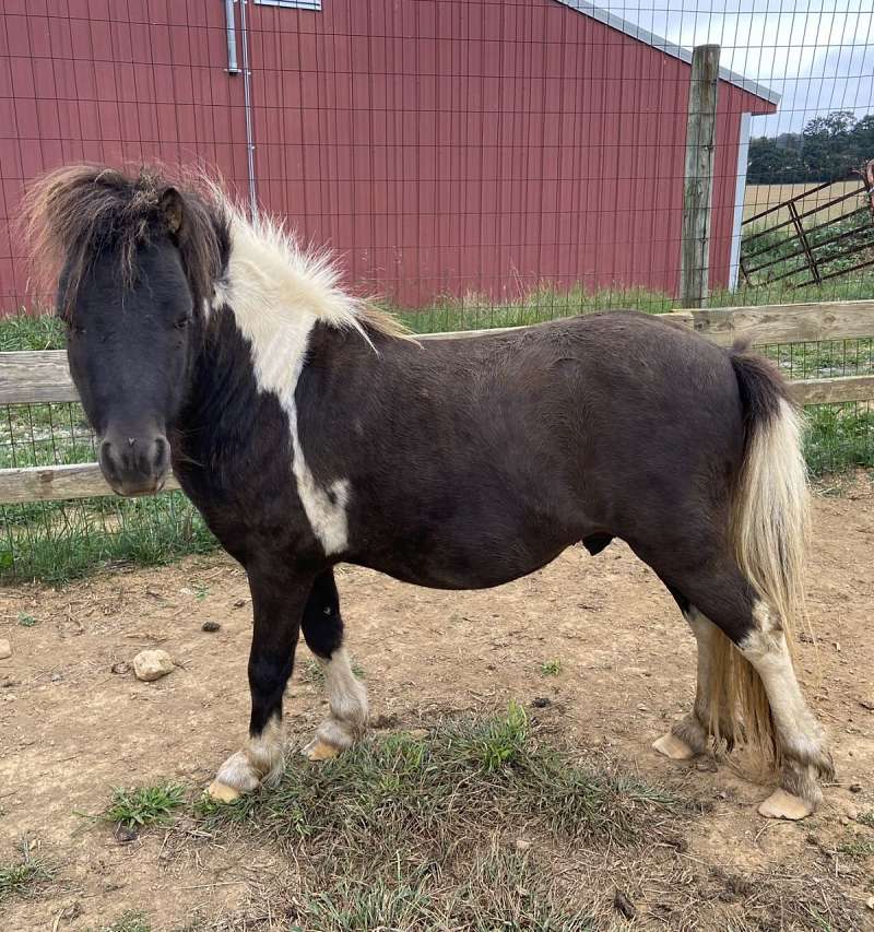 Mini Stallion Model Hot Shot ~ Grey Pinto Stallion American Miniature