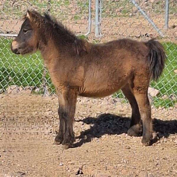 Solid Bay Filly a/R Appy Pedigree