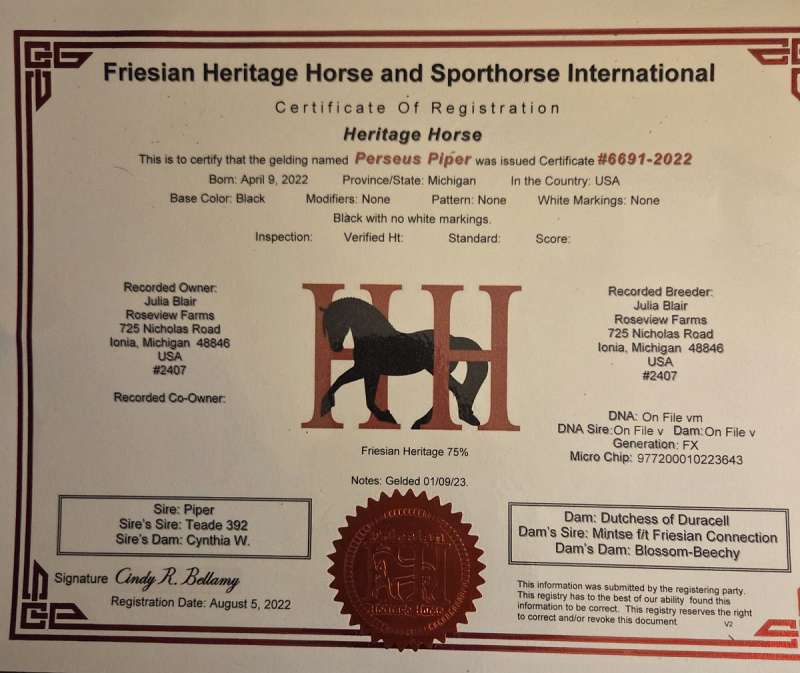 3/4 Friesian Gelding 4 Yr Old Well Started Under Saddle