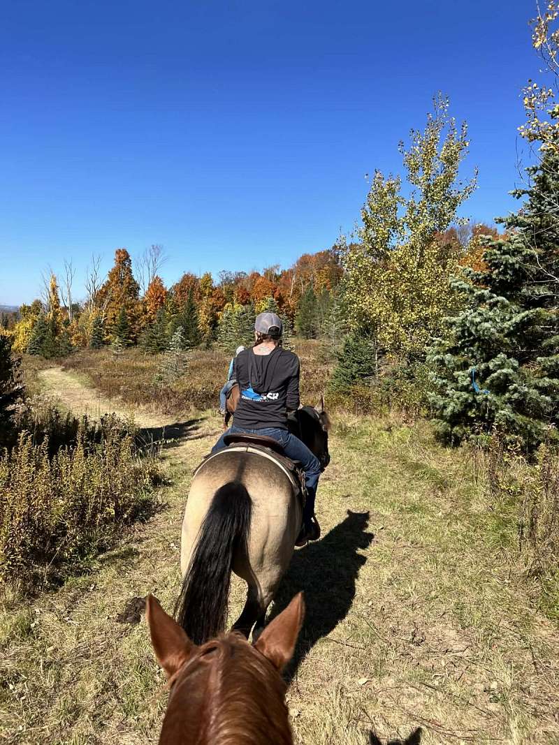 Beginner Friendly Ranch Riding Gelding