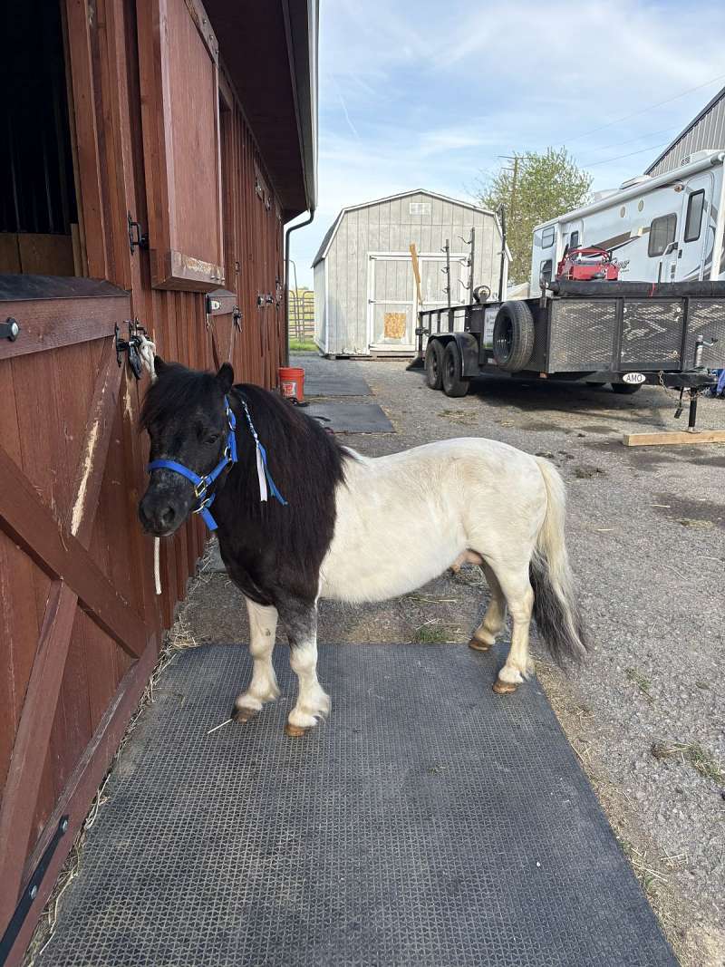 Mini Stallion Rim Little Pony