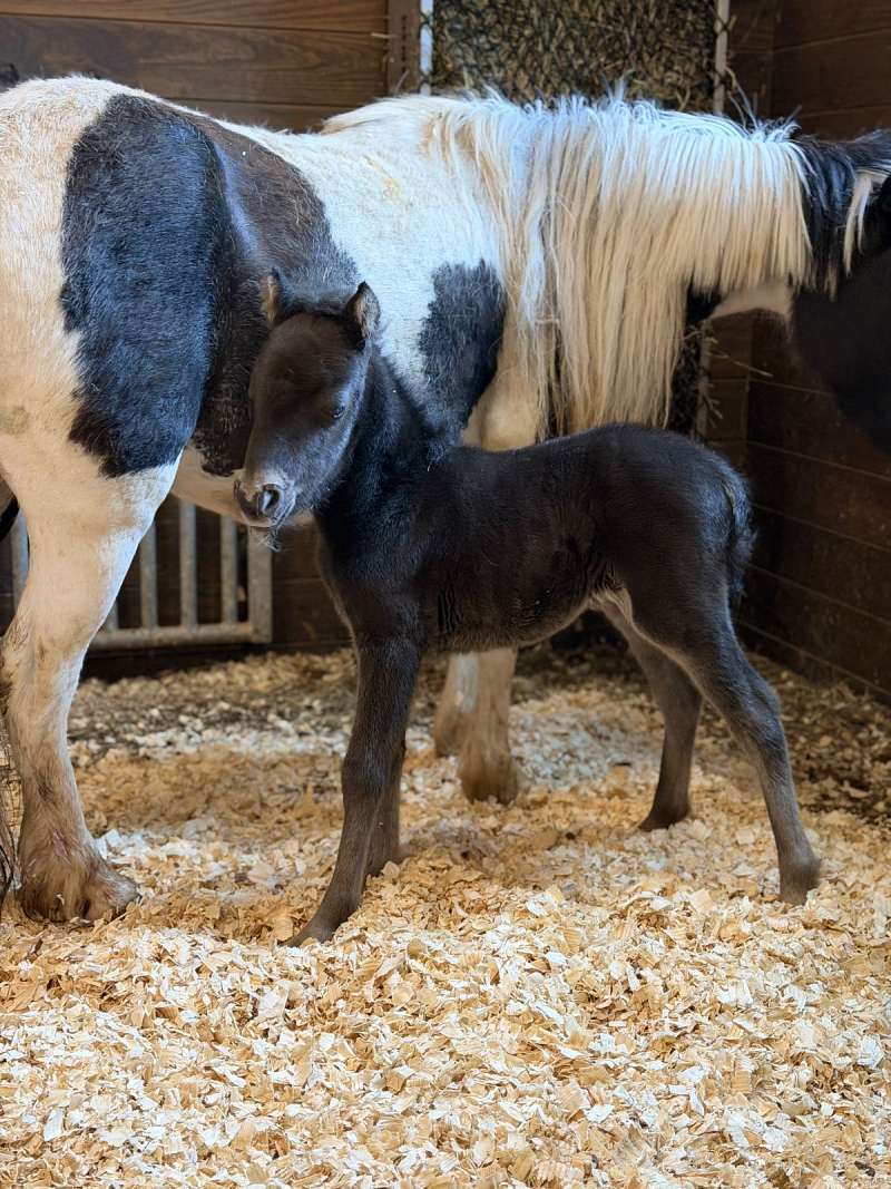 AMHR Smokey Black Filly, Lots of Sass