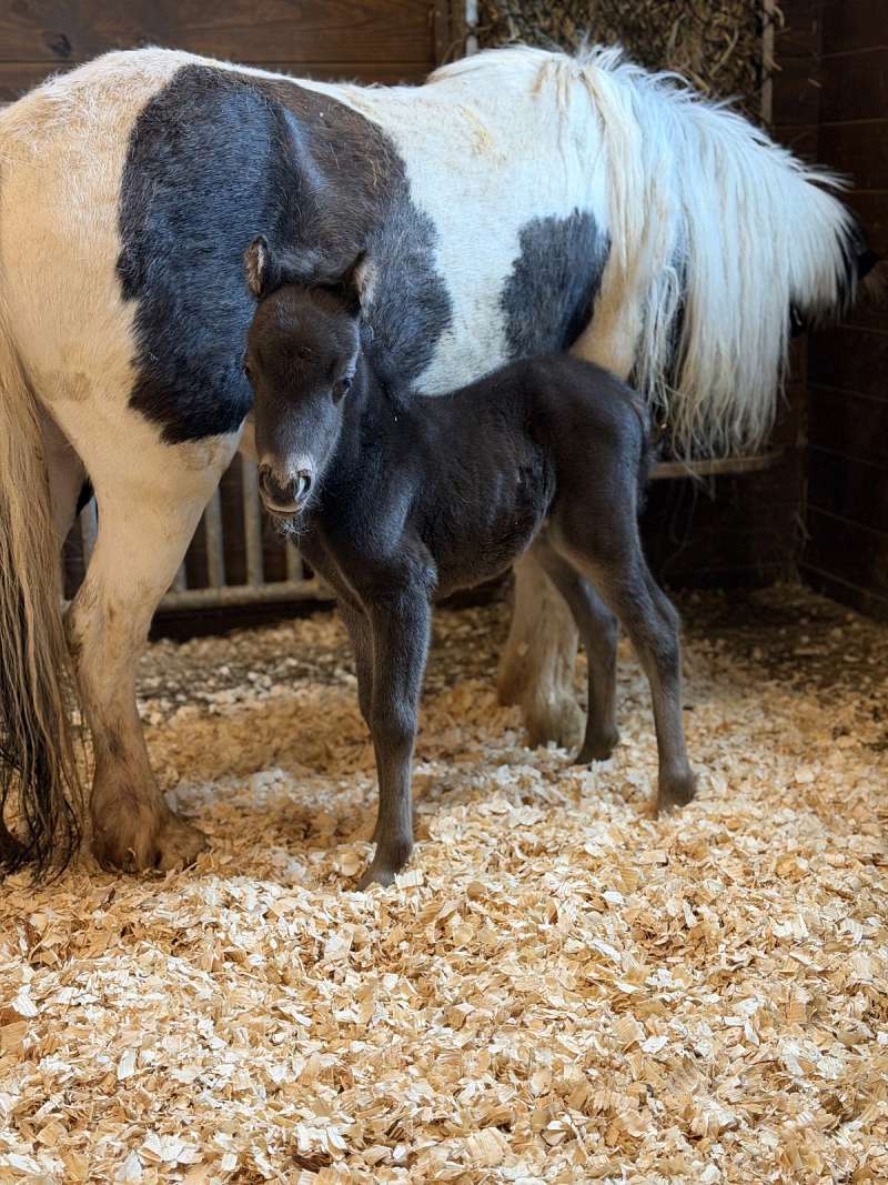 AMHR Smokey Black Filly, Lots of Sass