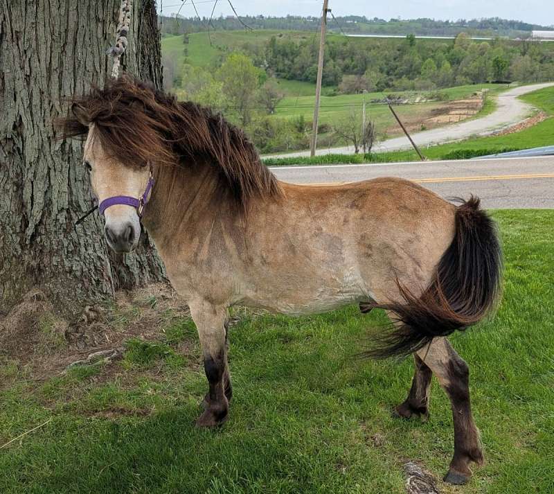 Mini Stallion Rim Reality's Royale Idol Spencer