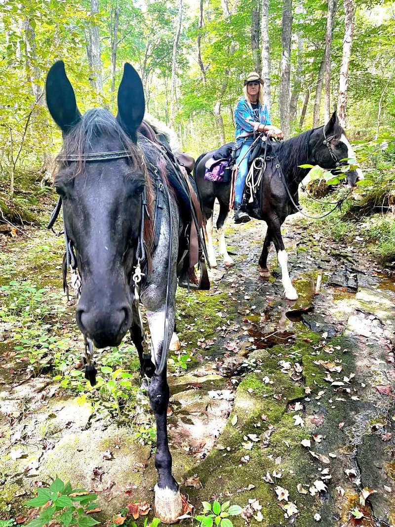 Reg TWH,2016 Model,Trail Deluxe Blue Roan Mare