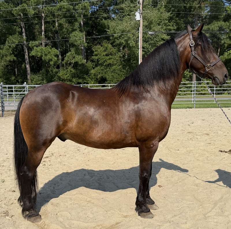 Bay Friesian Morgan