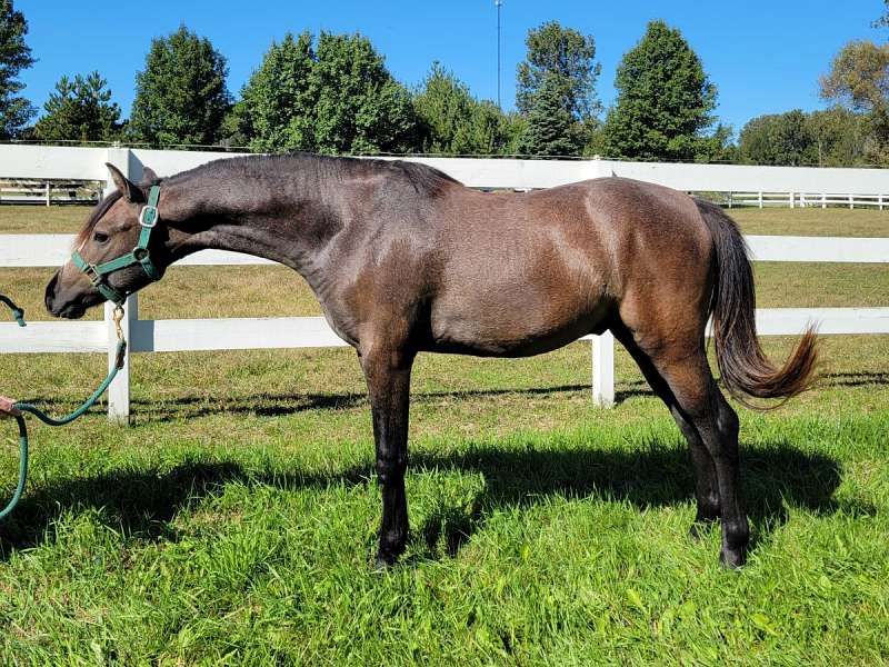 Grey Code Image Welsh Pony Gelding