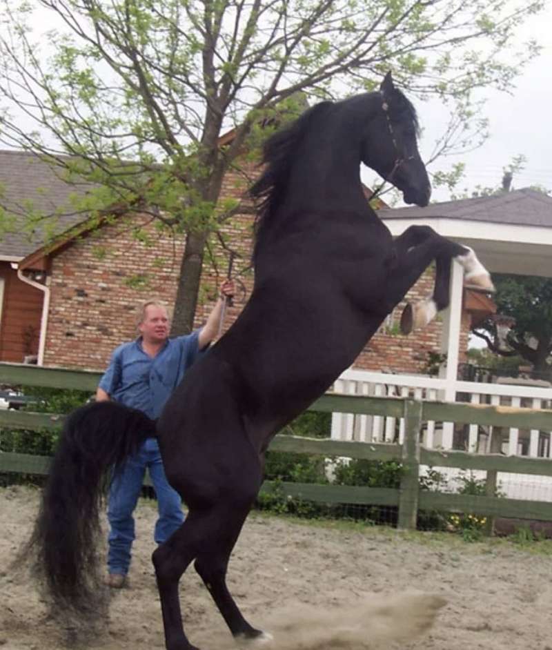 Arabian Horses for Sale in Texas