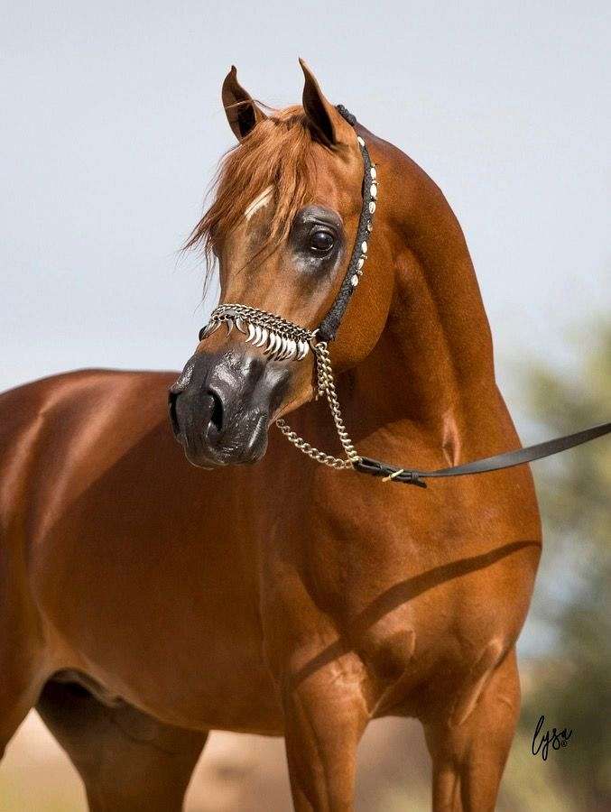Arena/Trail Horse