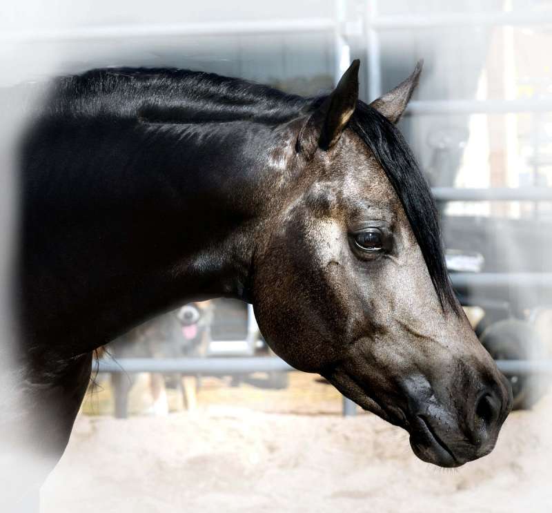 Horses for Sale in Colorado