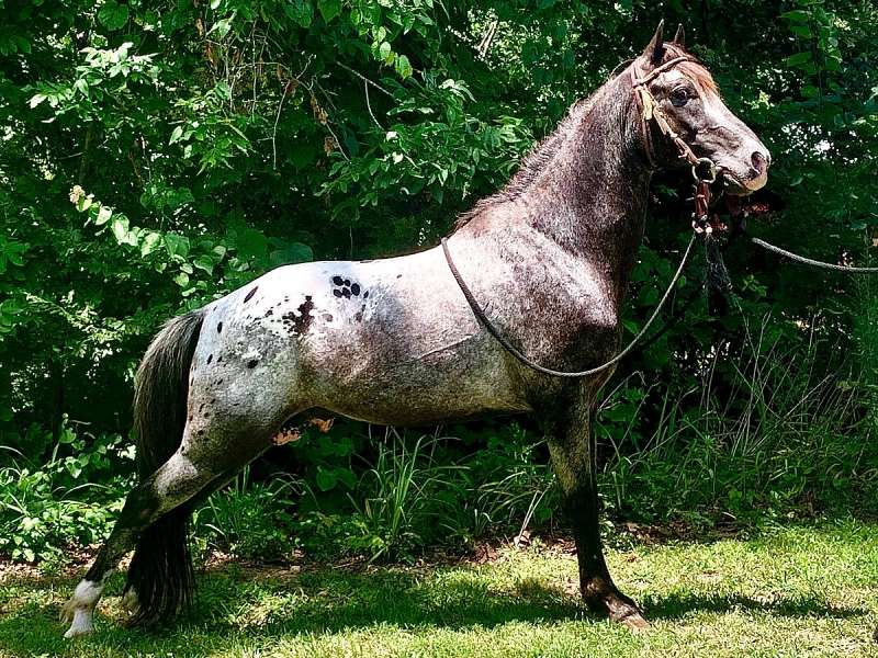 Tennessee Walking Horse Color Chart