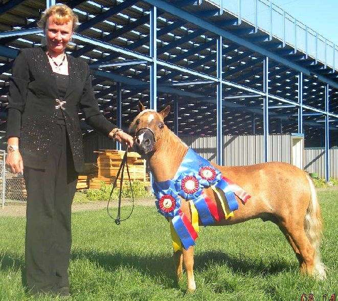 miniature horses state sorrel stallion