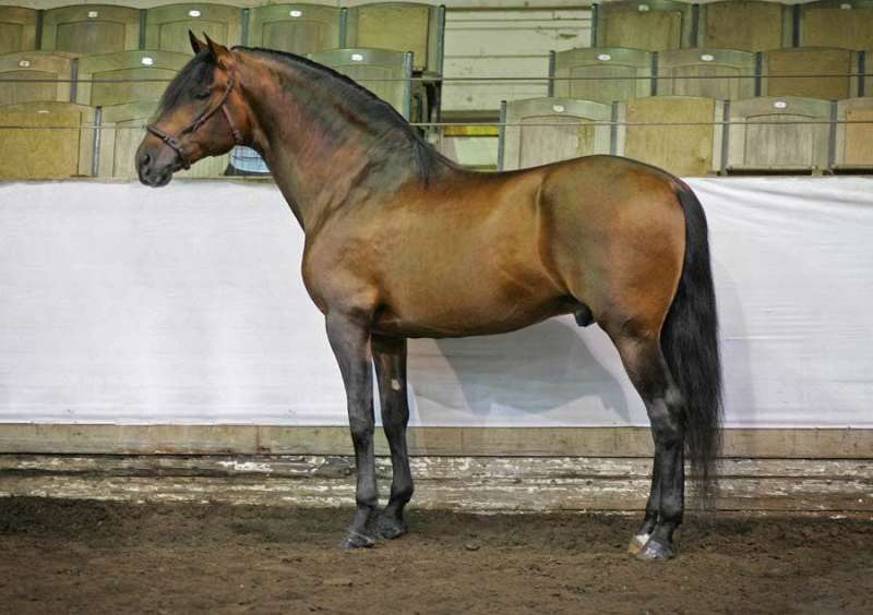 Andalusian Horses for Sale