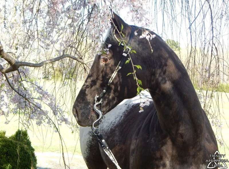 Appaloosa Horses for Sale