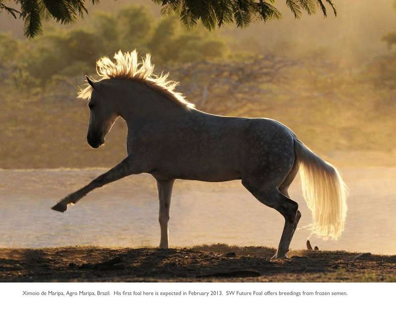 Semen Horses for Sale