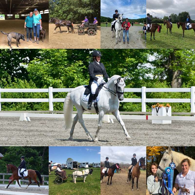 Horse Employment