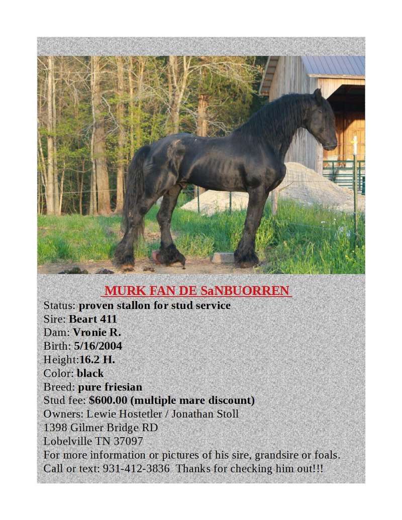 Proven Stallion for Stud Service