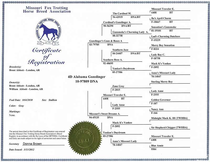 Grey Missouri Foxtrotter