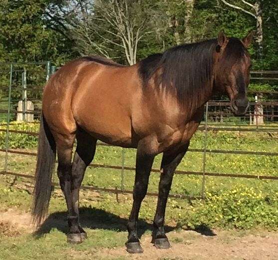 Quarter Horse Stallion Directory for Kentucky