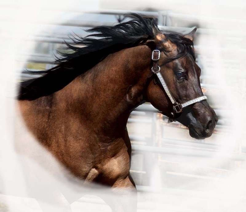 Bay Brindle QH Wild Horse Islands