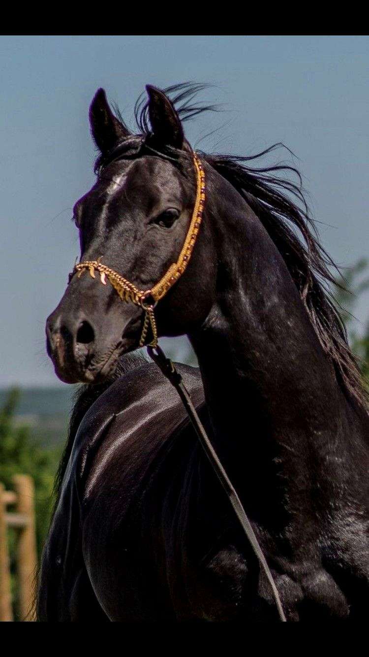 Lovely Black Horse  Black horses, Horses, Black horse