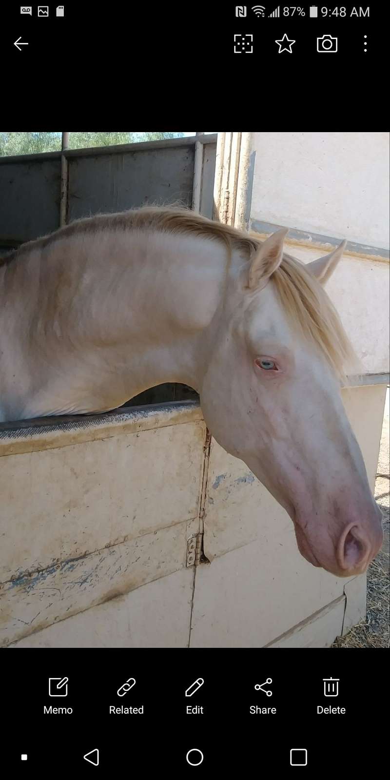 Andalusian Stallion Directory