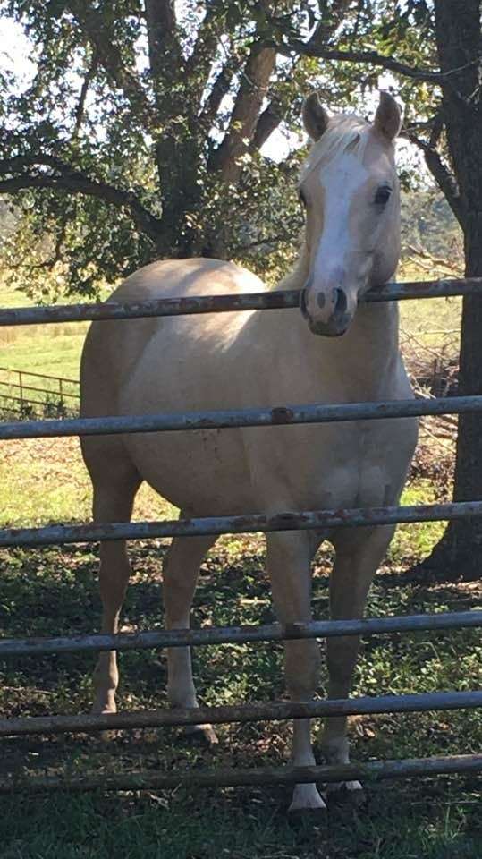 Quarter Horse Stallion Directory for Alabama