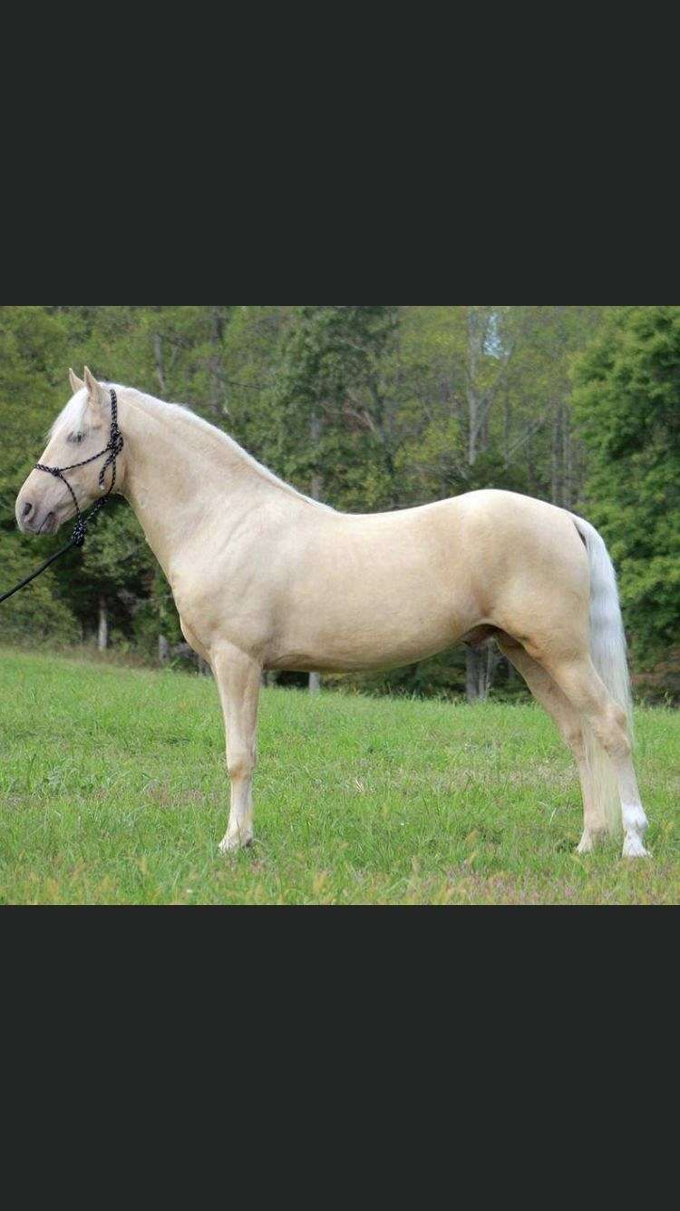 Rocky Mountain Stallions in United States