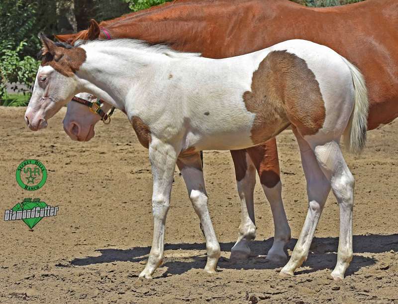 Zygous Tobiano Black Champion Stallion At Stud - Buckskin Paint Color Horse
