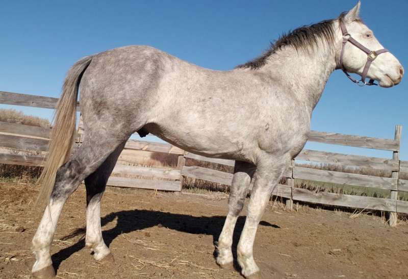 Nebraska Stallion Directory