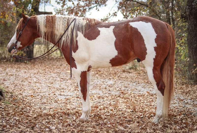 Paint Stallion Directory for Texas