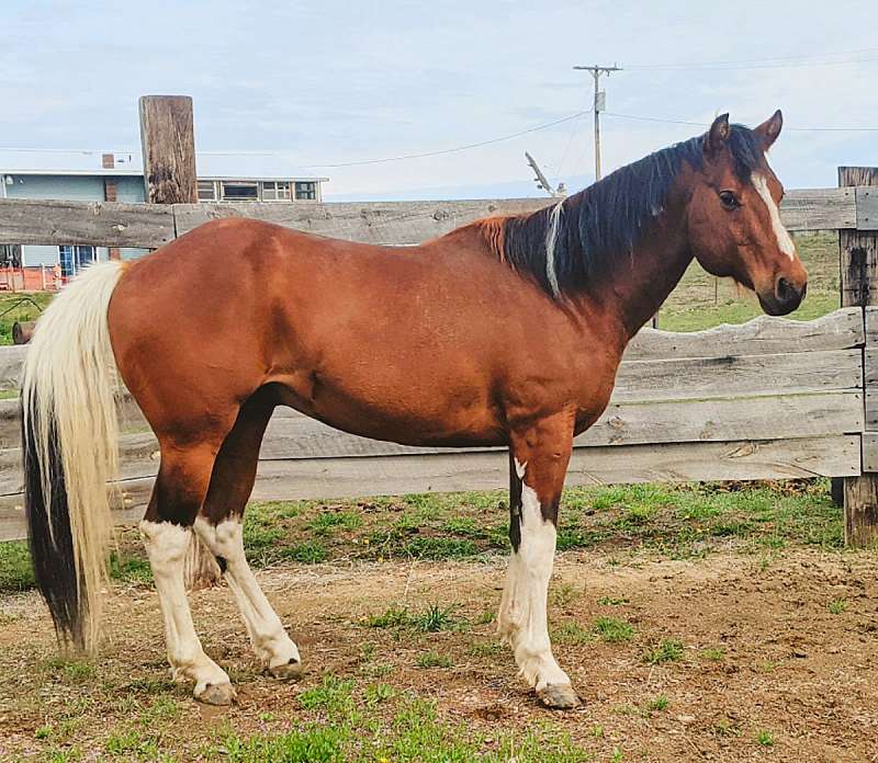 Paint Stallion Directory for South Dakota