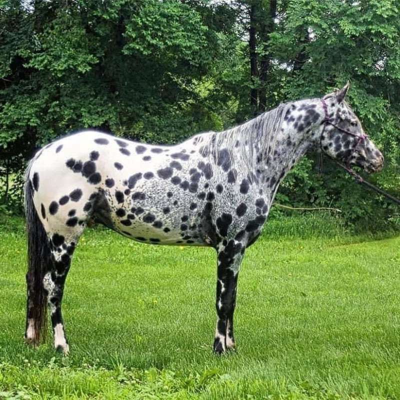 Appaloosa Stallion Directory