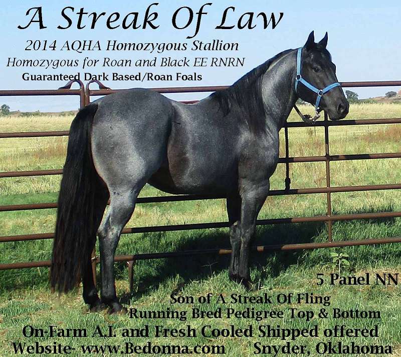 Blue Roan Quarter Horse Stallion Directory