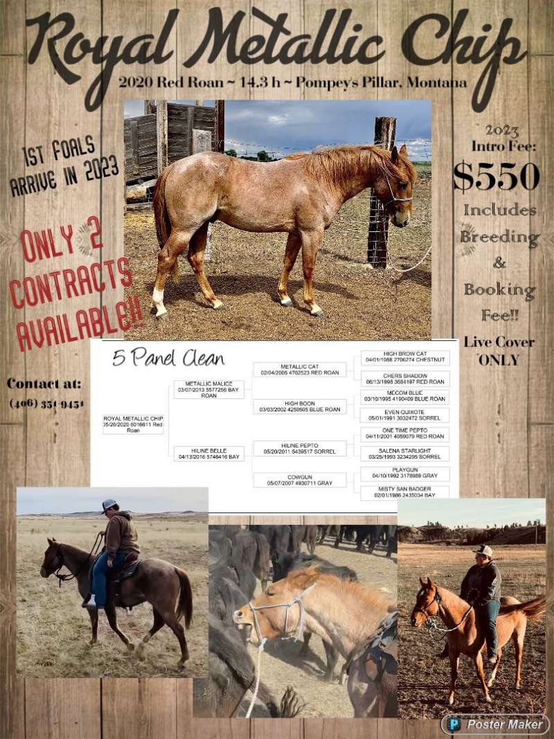 Quarter Horse Stallion Directory for Montana