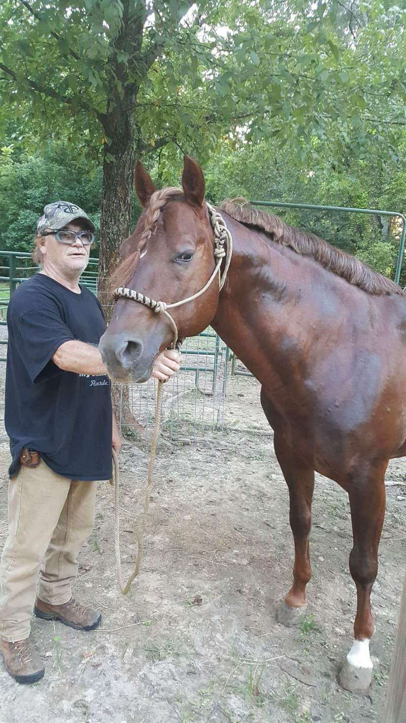 Quarter Horse Stallion Directory for Alabama