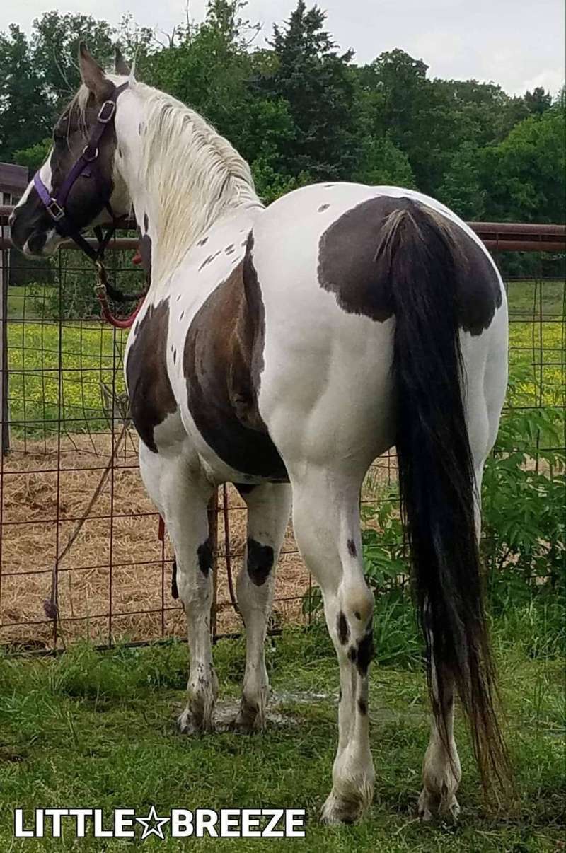 Paint Stallion Directory for Texas